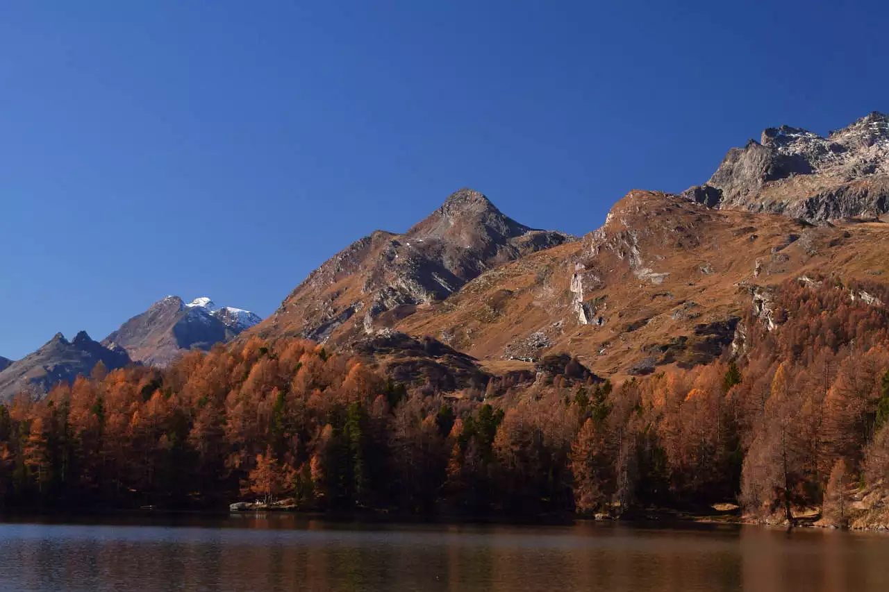 Auf dem Bild geht der blick über den Silsersee zum Piz Lunghin. Aus dieser Perspektive zeigt er eine zuckerhutartige Form. Die Weiden unterhalb des Gipfels sind herbstlich braun und die Lärchen am Ufer des Silsersees sind golden und orange verfärbt. Links hinten sieht man den verschneiten Piz Duan, rechts oben den Gipfel des Piz Grevasalvas. Der Himmel ist blau und wolkenlos. Ein Traumtag im Herbst!